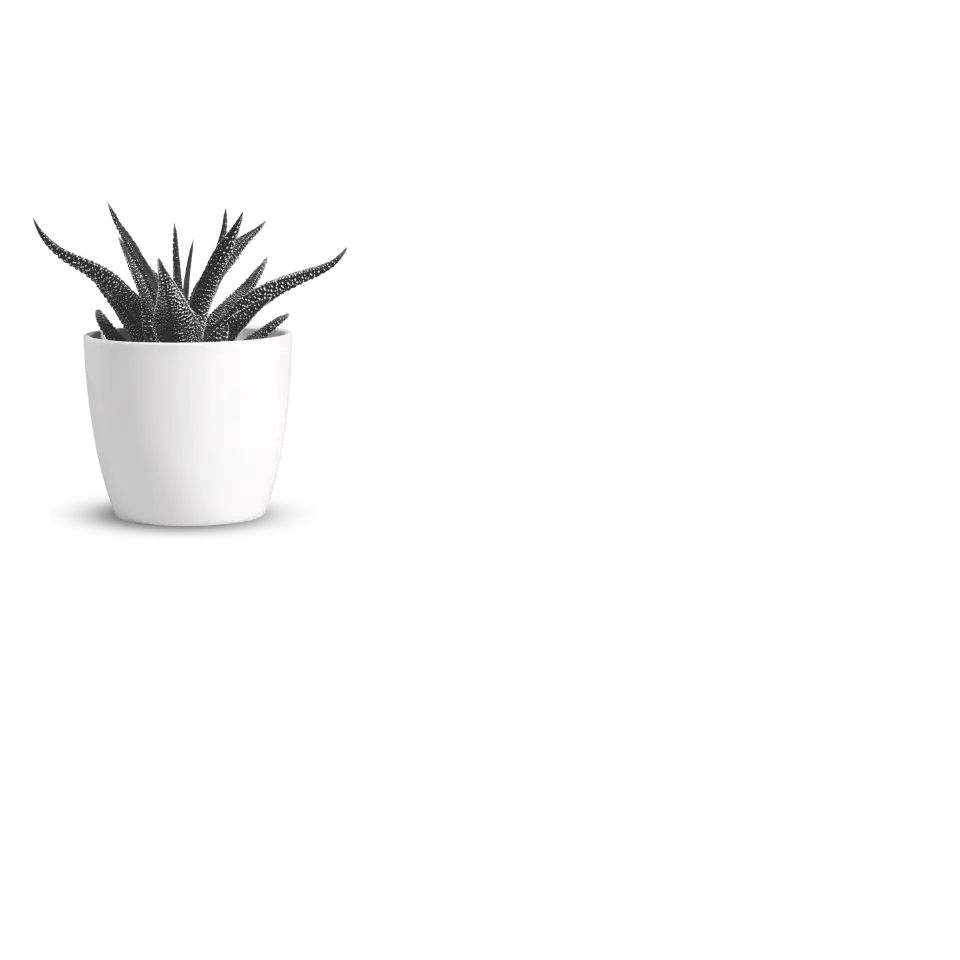 Haworthia Succulent Plant In Pot
