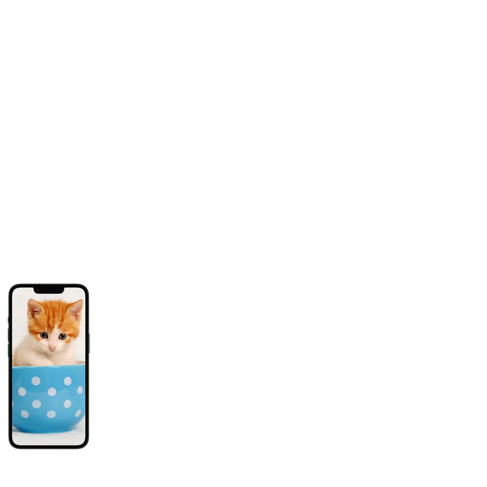 Kitten In Cup On Mobile First Website