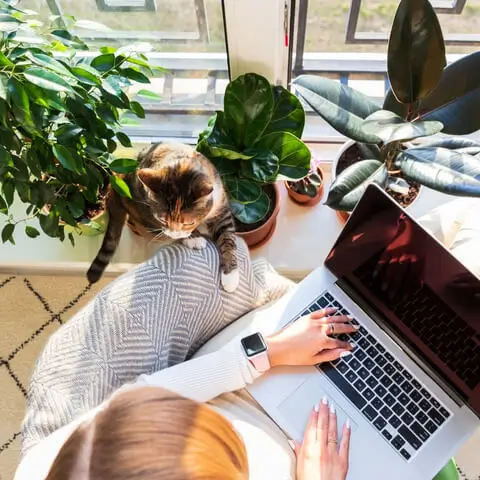 Woman Working On Laptop On UI UX Design Along Cat